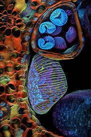 Attēlu rezultāti vaicājumam “Cribraria piriformis spores”