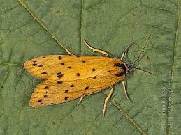 Attēlu rezultāti vaicājumam “Setina irrorella”