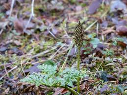Attēlu rezultāti vaicājumam “Botrychium multifidum”