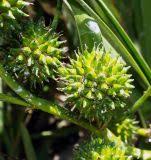 Attēlu rezultāti vaicājumam “Sparganium neglectum”