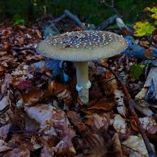 Attēlu rezultāti vaicājumam “Amanita pantherina”