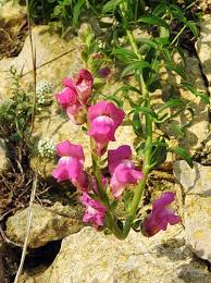 Attēlu rezultāti vaicājumam “Antirrhinum majus leaf”