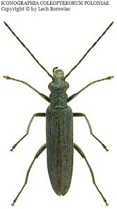 Attēlu rezultāti vaicājumam “Oedemera femorata”