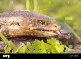 Attēlu rezultāti vaicājumam “Lycogala asperum sessile”