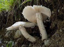 Attēlu rezultāti vaicājumam “Amanita strobiliformis”