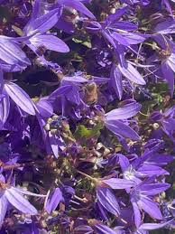 Image result for Campanula strigosa