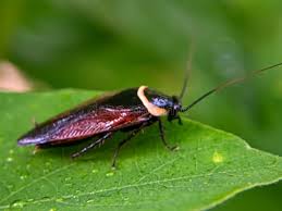 Attēlu rezultāti vaicājumam “Ectobius sylvestris male”