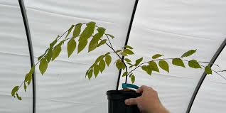 Attēlu rezultāti vaicājumam “Carpinus caroliniana”