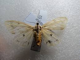 Attēlu rezultāti vaicājumam “Spilosoma sp.”