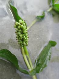 Attēlu rezultāti vaicājumam “Potamogeton perfoliatus fruit”
