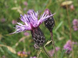 Attēlu rezultāti vaicājumam “Serratula tinctoria flower”