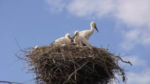 Attēlu rezultāti vaicājumam “Ciconia ciconia nest”