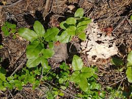 Attēlu rezultāti vaicājumam “Orthilia secunda leaf”