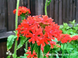 Attēlu rezultāti vaicājumam “Silene chalcedonica fruit”