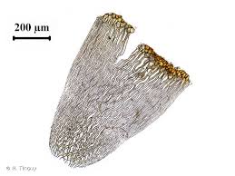 Attēlu rezultāti vaicājumam “Sphagnum subsecundum”