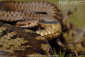 Attēlu rezultāti vaicājumam “Vipera berus adult”
