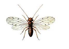 Attēlu rezultāti vaicājumam “Psocoptera”