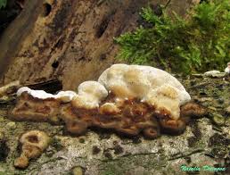 Attēlu rezultāti vaicājumam “Skeletocutis nivea”