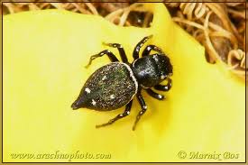 Attēlu rezultāti vaicājumam “Heliophanus sp.”