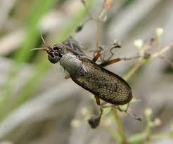 Attēlu rezultāti vaicājumam “Coremacera marginata”