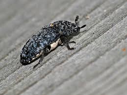 Attēlu rezultāti vaicājumam “Dermestes murinus”