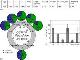 Attēlu rezultāti vaicājumam “Zygaena filipendulae exuvia”