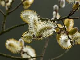 Attēlu rezultāti vaicājumam “Salix cinerea leaf”