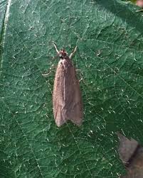 Attēlu rezultāti vaicājumam “Diurnea lipsiella male”