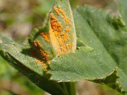 Attēlu rezultāti vaicājumam “Trachyspora intrusa”