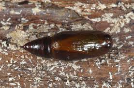 Attēlu rezultāti vaicājumam “Ligdia adustata”