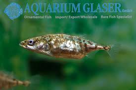 Attēlu rezultāti vaicājumam “Gasterosteus aculeatus”