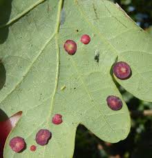 Attēlu rezultāti vaicājumam “Neuroterus albipes”