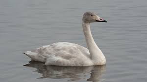 Image result for South Yorkshire Swans
