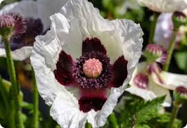 Attēlu rezultāti vaicājumam “Papaver orientale  flower”