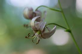 Attēlu rezultāti vaicājumam “Lilium martagon bud”