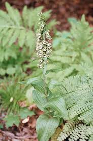 Attēlu rezultāti vaicājumam “Epipactis helleborine fruit”
