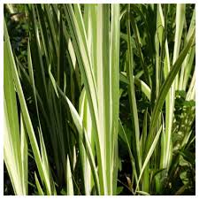 Image result for Acorus calamus