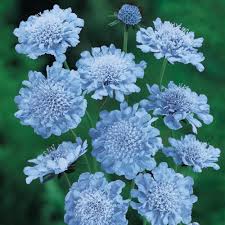 Image result for Scabiosa col.`Butterfly Blue`
