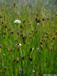 Attēlu rezultāti vaicājumam “Rhynchospora alba leaf”
