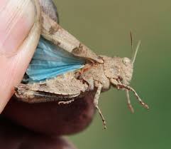 Attēlu rezultāti vaicājumam “Oedipoda caerulescens”