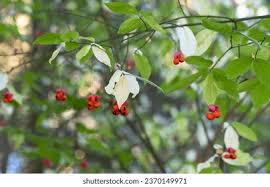 Attēlu rezultāti vaicājumam “Euonymus verrucosus fruit”