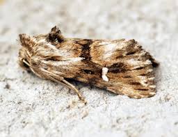 Attēlu rezultāti vaicājumam “Calophasia lunula larva”