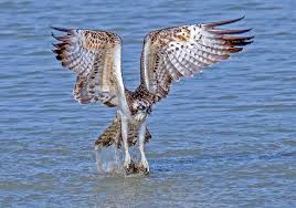Image result for Pandion haliaetus