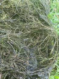 Attēlu rezultāti vaicājumam “Stuckenia filiformis bud”