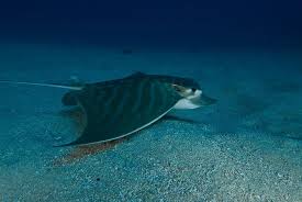 Image result for Aetomylaeus bovinus