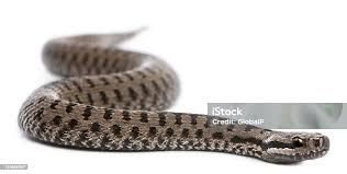 Attēlu rezultāti vaicājumam “Vipera berus”