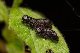 Attēlu rezultāti vaicājumam “Gonioctena viminalis”