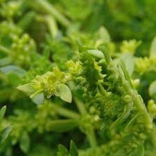 Attēlu rezultāti vaicājumam “Herniaria glabra flower”