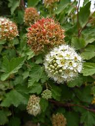 Attēlu rezultāti vaicājumam “Cribraria macrocarpa young”