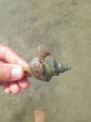 Image result for Cinctura hunteria